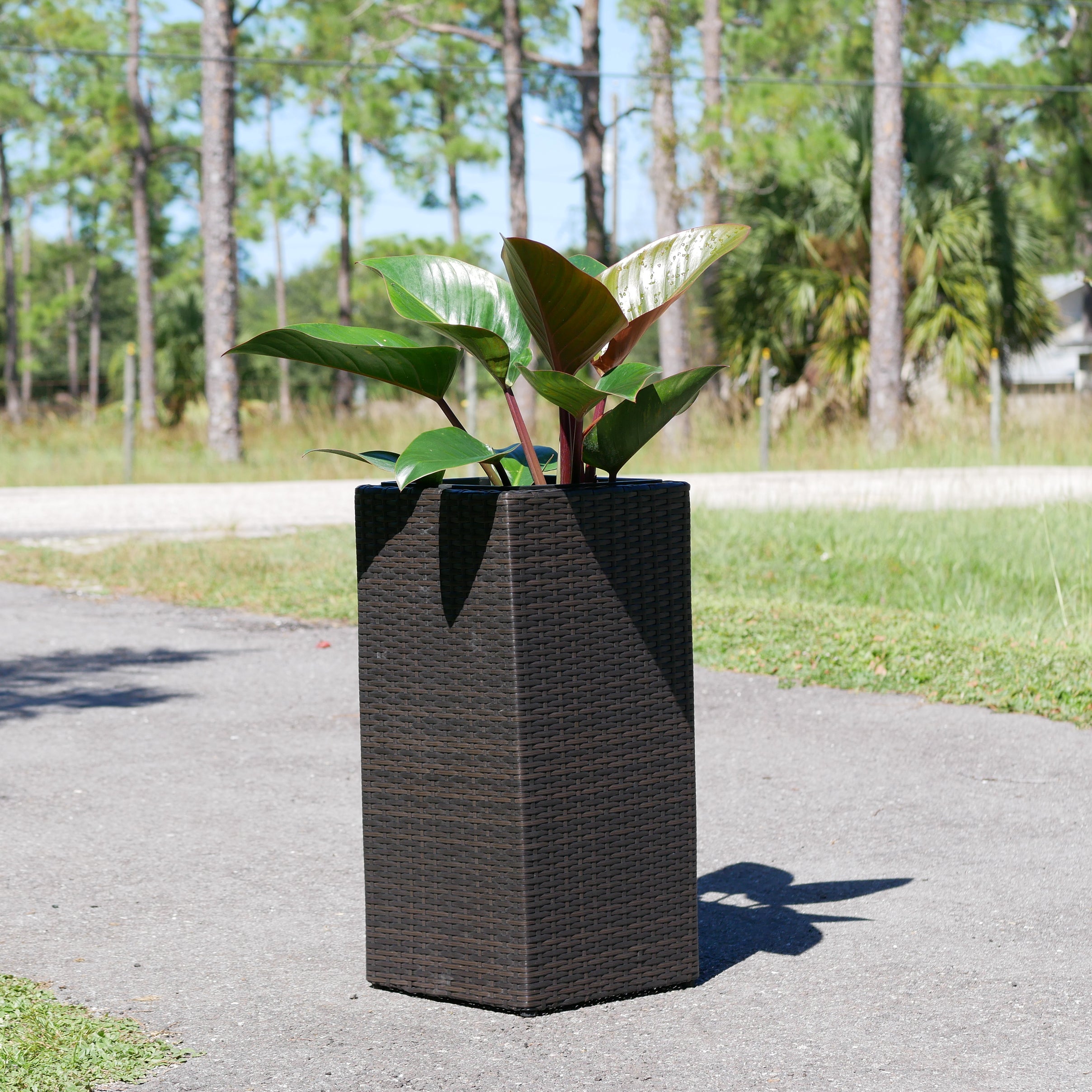 Wicker Planter, Medium